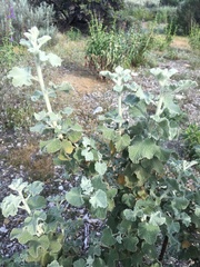 Malacothamnus fremontii cercophorus