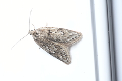 Semioscopis megamicrella