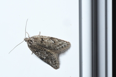 Semioscopis megamicrella