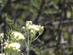 Senecio filaginoides