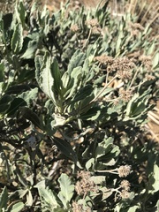 Eriodictyon traskiae smithii