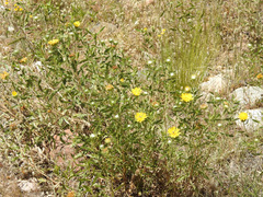 Grindelia pulchella