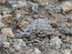 Digrammia pictipennata
