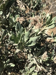 Eriodictyon traskiae smithii