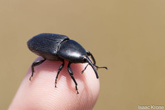 Scyphophorus