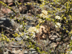 Acantholippia seriphioides