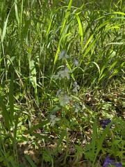 Delphinium carolinianum virescens