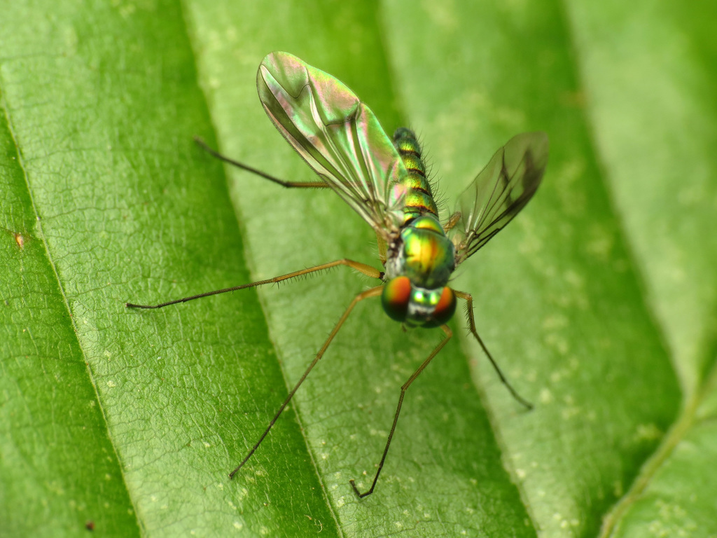 Condylostylus sipho