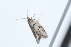 Semioscopis megamicrella