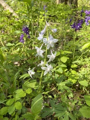Delphinium carolinianum virescens