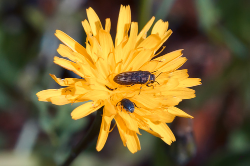 Representative image of Acmaeoderella discoida