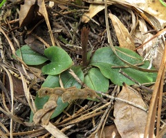 Mesadenus lucayanus