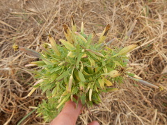 Porophyllum ruderale