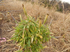 Porophyllum ruderale