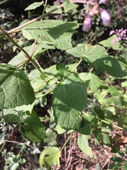 Peteravenia malvifolia