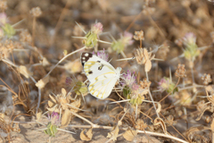 Pontia glauconome