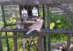Streptopelia decaocto