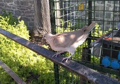 Streptopelia decaocto