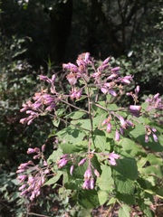 Peteravenia malvifolia