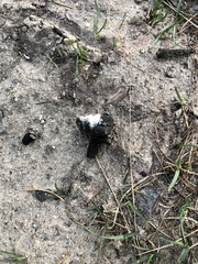 Meleagris gallopavo silvestris