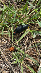 Physomeloe corallifer