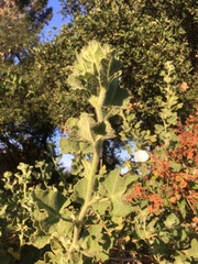 Malacothamnus lucianus