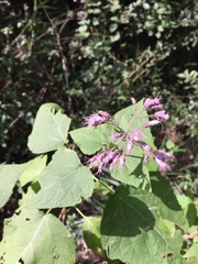 Peteravenia malvifolia