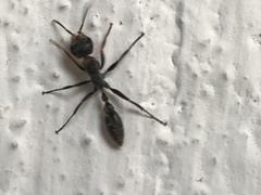 Pseudomyrmex gracilis