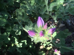 Malacothamnus lucianus