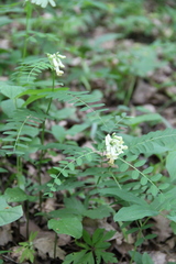 Vicia abbreviata