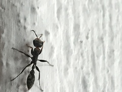 Pseudomyrmex gracilis