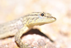 Sphaerodactylus continentalis