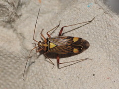 Rhabdomiris striatellus