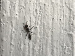 Pseudomyrmex gracilis