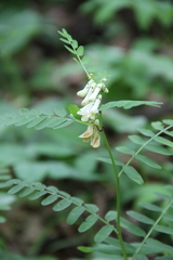 Vicia abbreviata