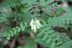 Vicia abbreviata