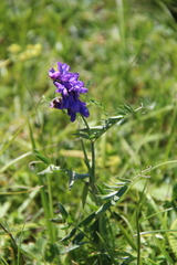 Vicia alpestris