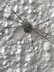 Dicranopalpus ramosus
