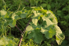 Heracleum sphondylium