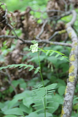 Vicia abbreviata