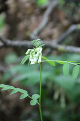 Vicia abbreviata