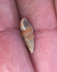 Cerithiidae