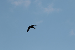 Phalacrocorax carbo