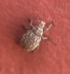 Romualdius scaber