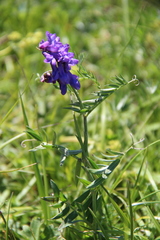 Vicia alpestris