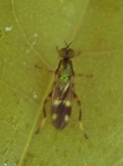 Benhamyia hoheria