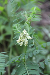 Vicia abbreviata