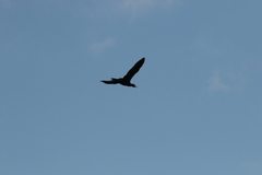 Phalacrocorax carbo