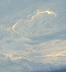 Noctiluca scintillans