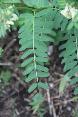 Vicia abbreviata
